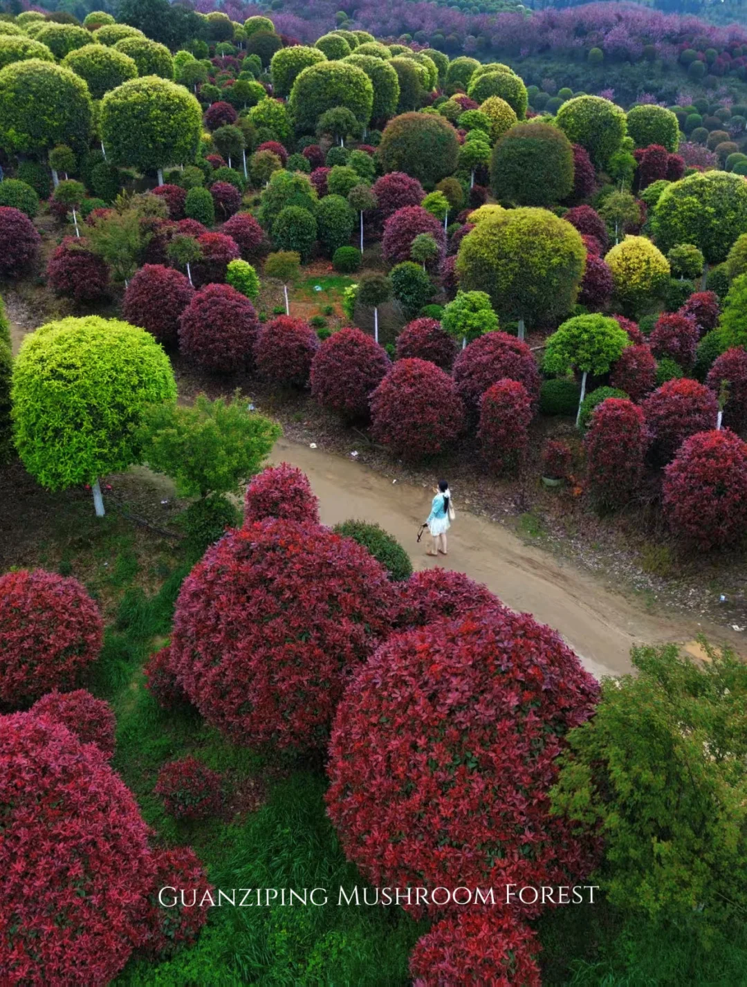 重庆春假游！闯进超美的蘑菇森林🌳