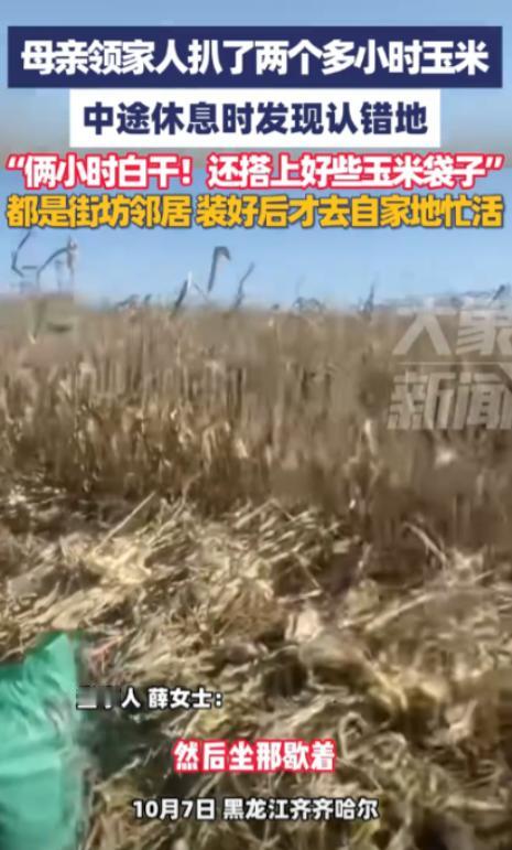 “丢人丢大了！”10月7日，黑龙江齐齐哈尔，一女子领着家人去地里扒玉米，干了2