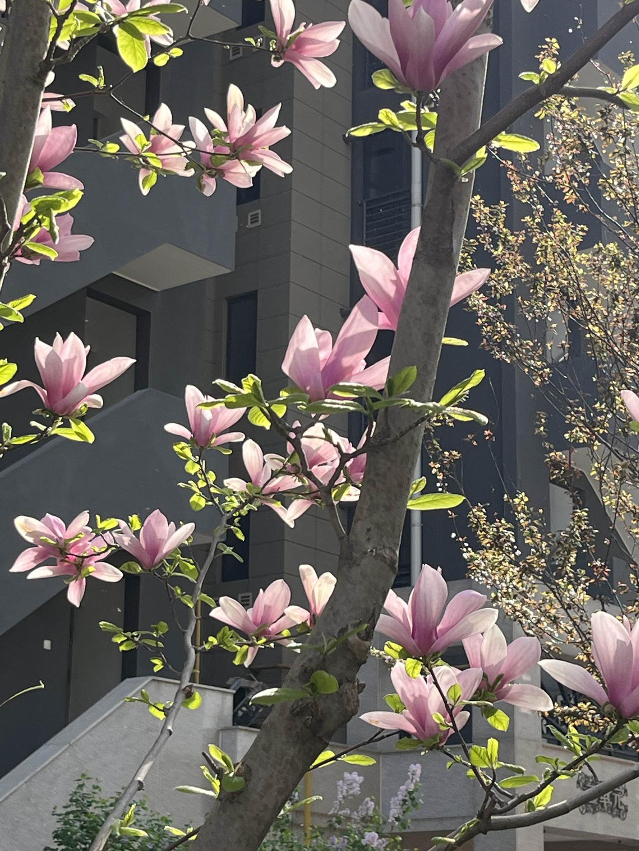 昨日（4月3），北京二手房小阳春行情惯性延续，住宅网签量696套！其他数据见文中