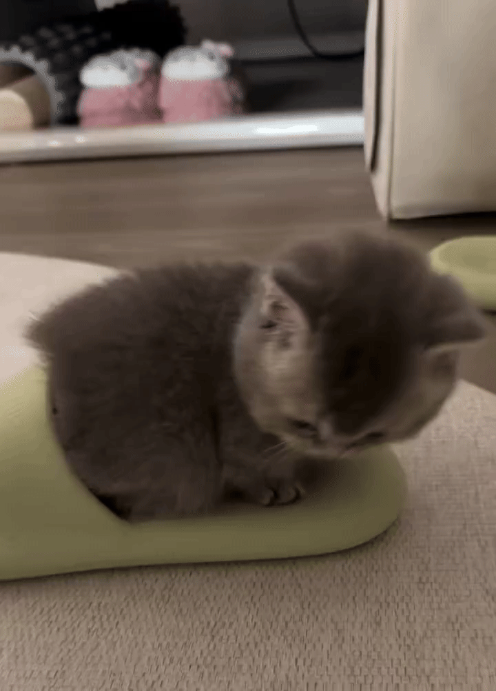 想钻进拖鞋里的小猫咪