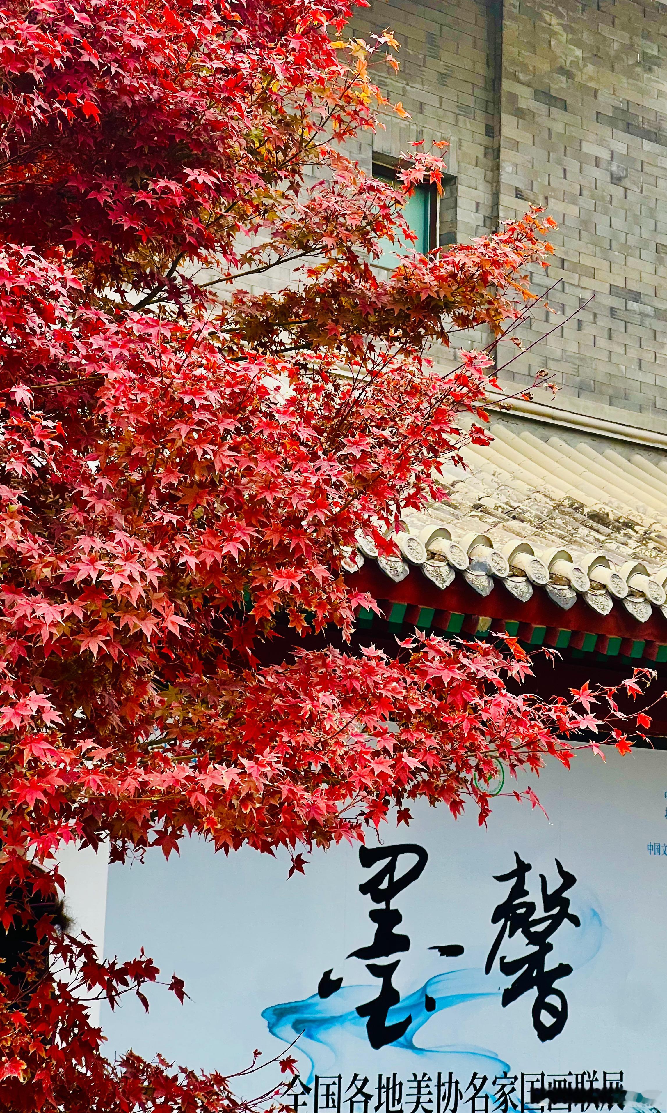 漫步紫竹院，仰望问月楼，感受秋意浓北京秋意满阶北京秋景如画摄影​​​