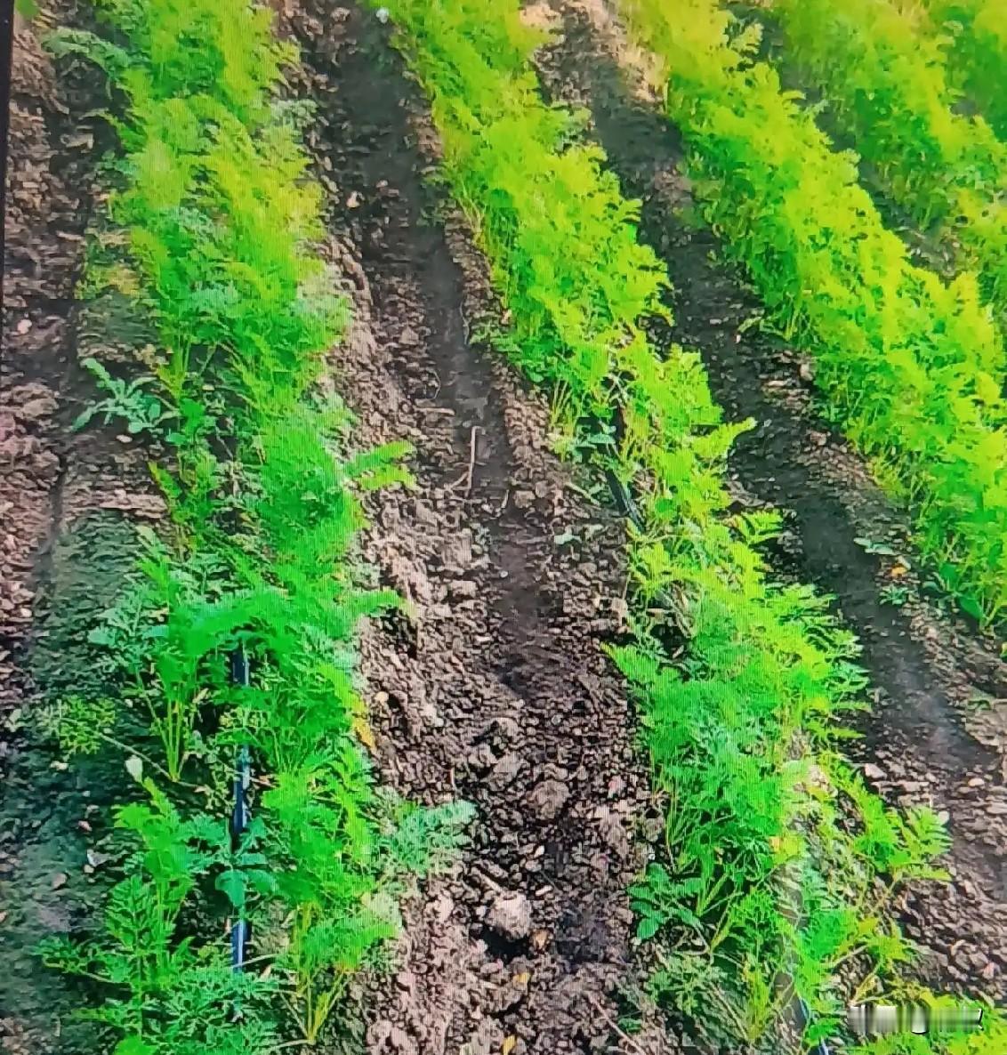 是不是头一次听说胡萝卜也是需要蹲苗的？很多种菜的朋友只知道西红柿要蹲苗，
