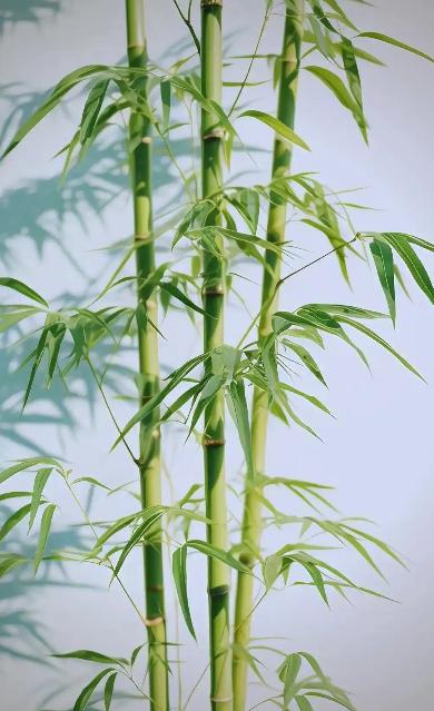 为何美国禁止种竹子，中国反而大量种植？开玩笑的说，因为美国没大熊猫，不需要竹子，