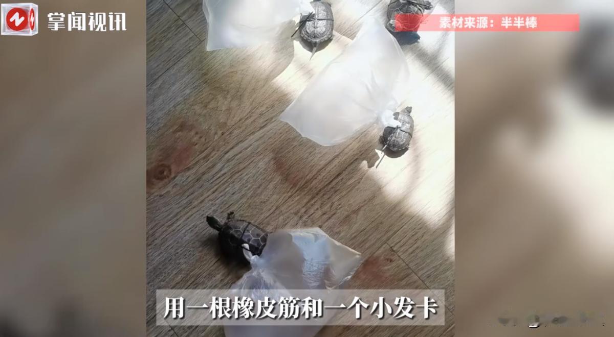 “人怎么能这么聪明！”近日，浙江温州，一女子家里养了4只乌龟，可乌龟却总喜欢往角