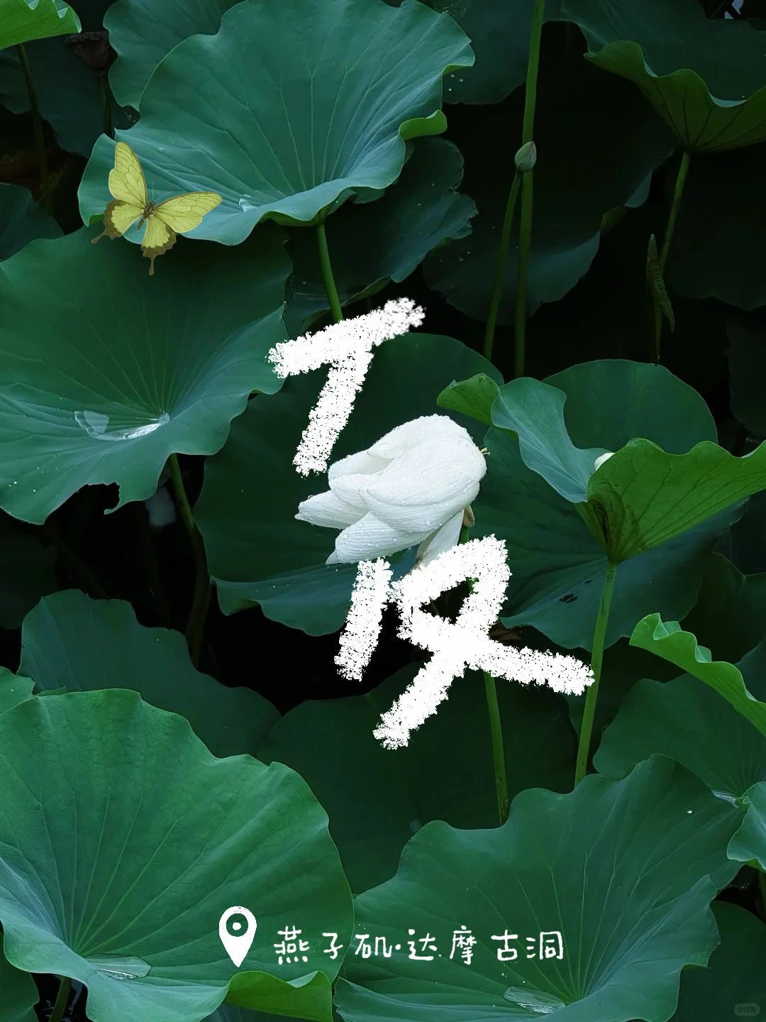 夏天的南京燕子矶，妥妥抹茶配色！