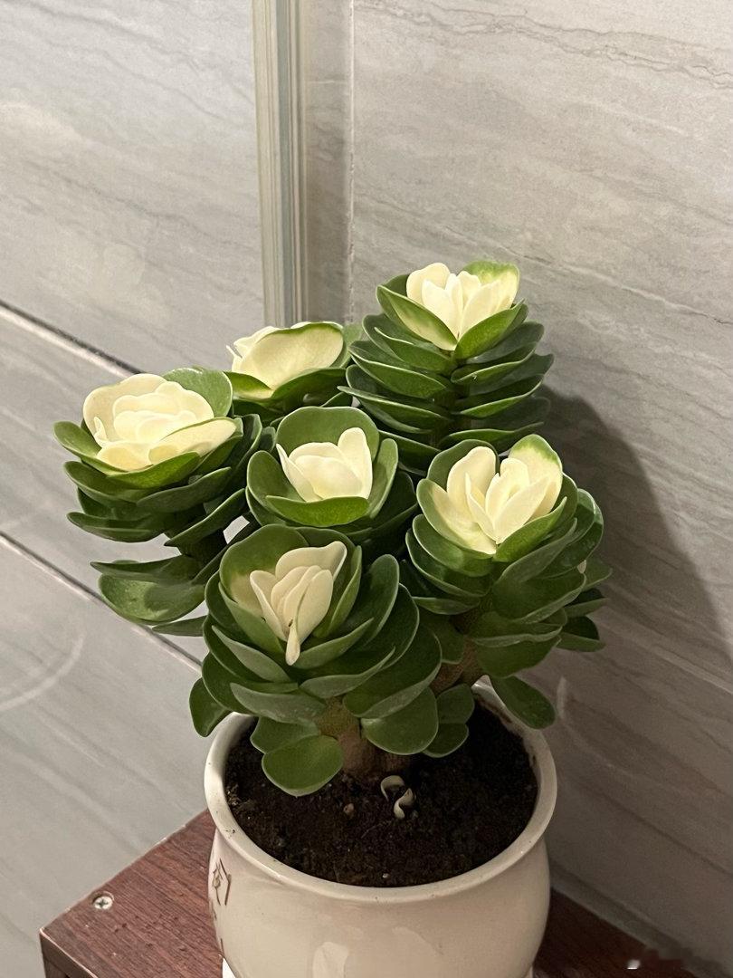 章先生又兴冲冲地搬回一盆植物，像献宝似的端到我面前。我看了看，笑笑，没说话。从前