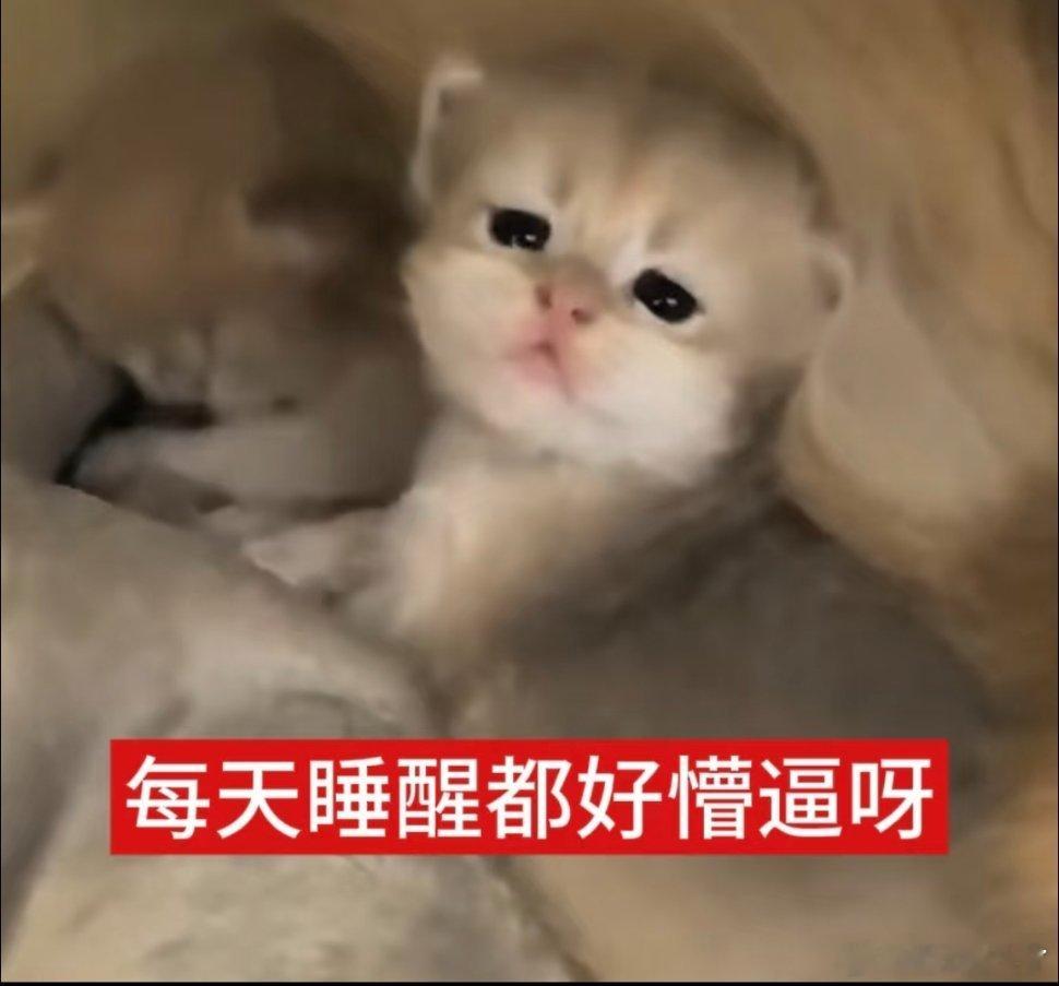 小猫表情包！