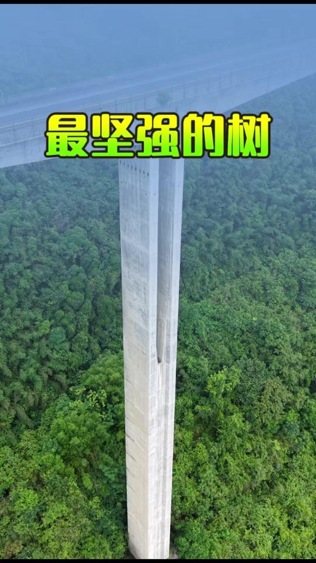 桥壁上的绿植种子，是怎么来的？🍃百米高的高架桥壁上，没有足够的泥土和水分，却有