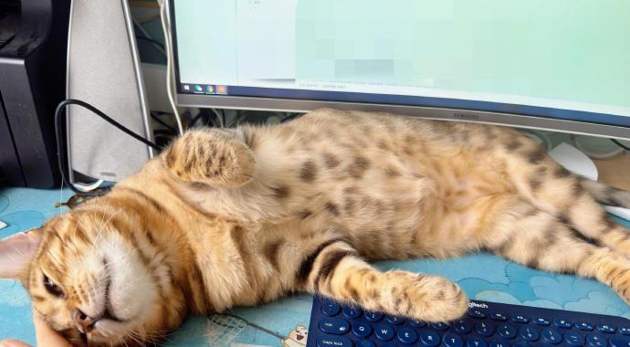 小猫倒在键盘上撒娇打出了和自己一样的表情🤩​​​