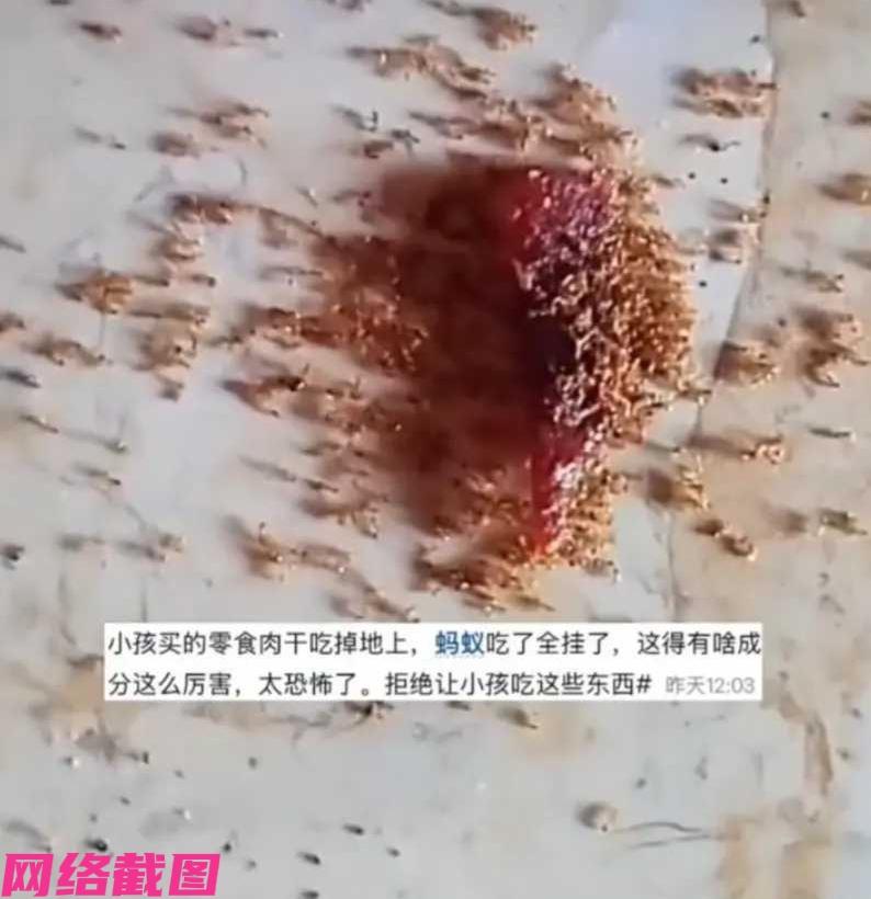 海南有小孩把自己吃食的肉干，不小心掉落在地还没收拾，不料在次日看到肉干前围了一圈