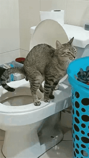 天呐！原以为猫咪超懂事，自己上厕所超乖，结果刚换洗的床单总一股味儿，今天才抓包真