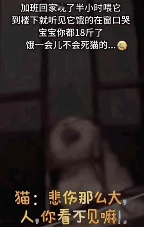 太搞笑了！一位小姐姐养了只18斤的大胖猫，平时小姐姐就非常宠爱它，于是它就长大了