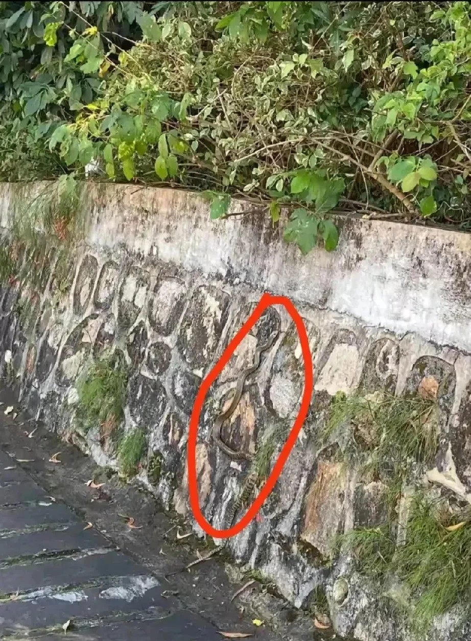 妈呀，不仔细看，还真看不出来这是一条蛇，它的颜色适应自然。自从6.3日三亚出了“