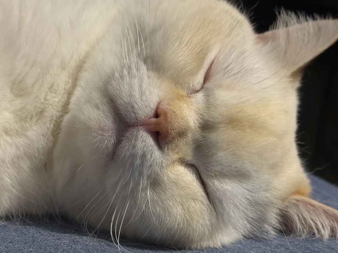 小猫咪的梦里有啥