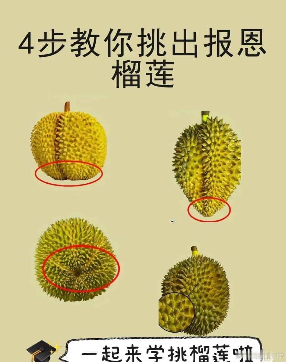 榴莲挑选秘籍，专挑报恩榴莲！宝子们，想每次都挑到饱满多肉、香甜可口的榴莲吗？秘