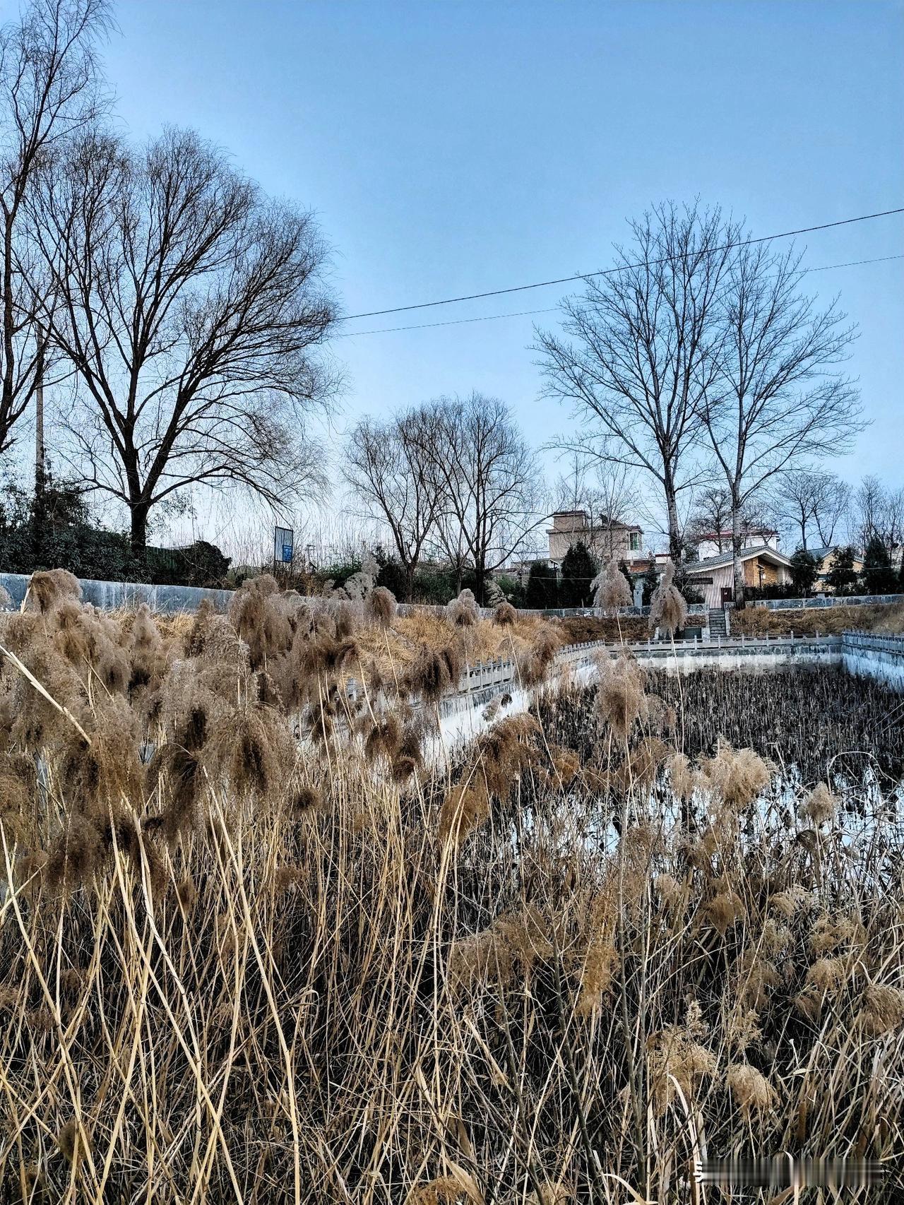 你喜欢吗?冬日的郊野，褪去了秋日的斑斓，只剩清简的轮廓。岸边的芦苇枯