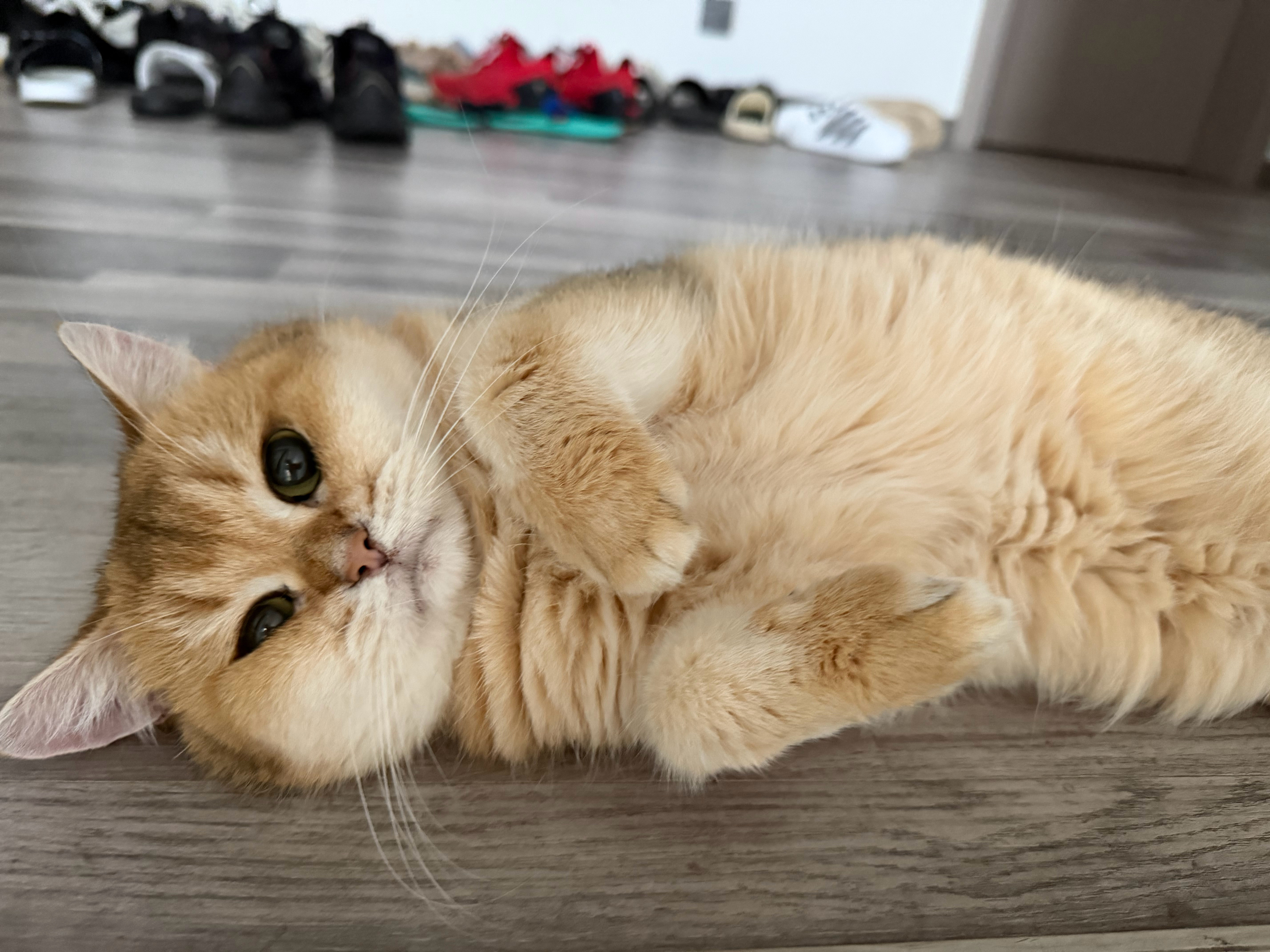 猫宁！美人喵祝家人们国庆快乐！吃好喝好！[doge][doge][doge]​​​