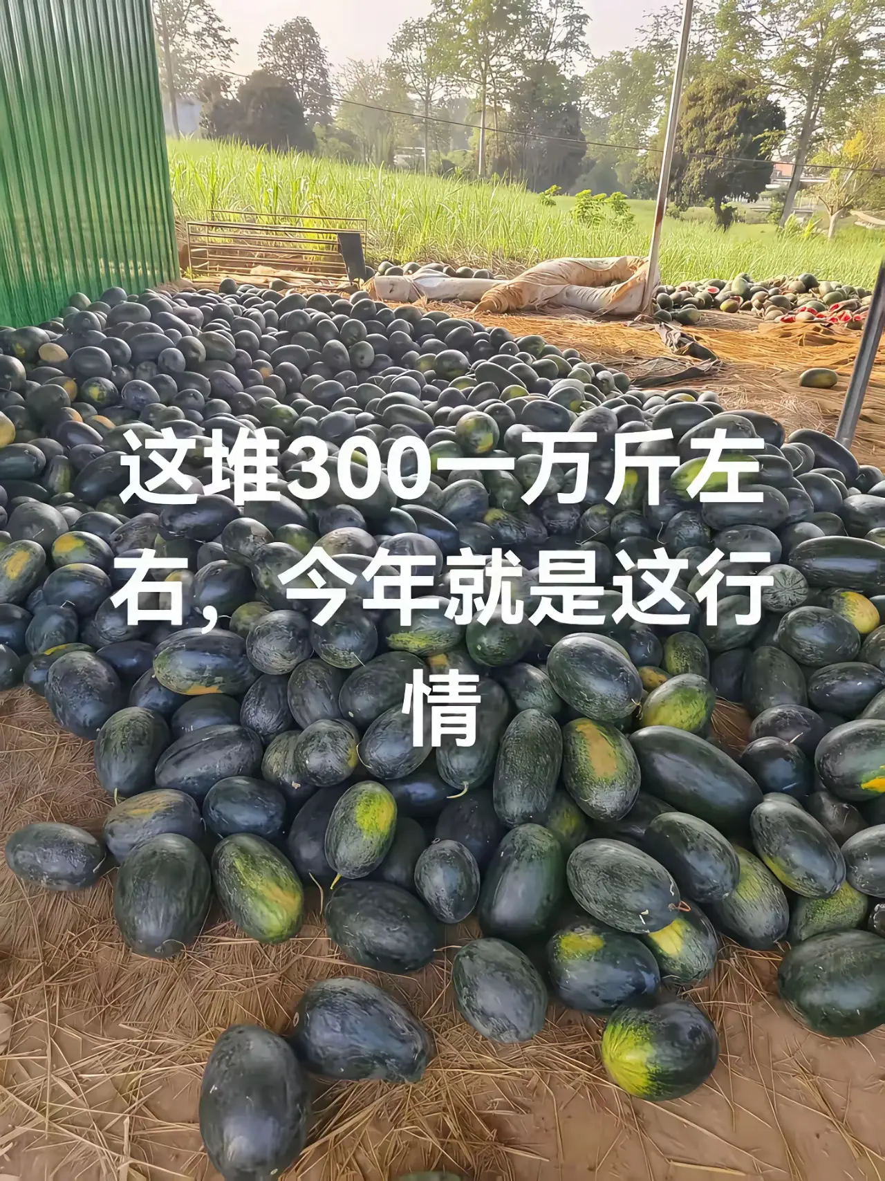 西瓜这么不值钱了么？？？