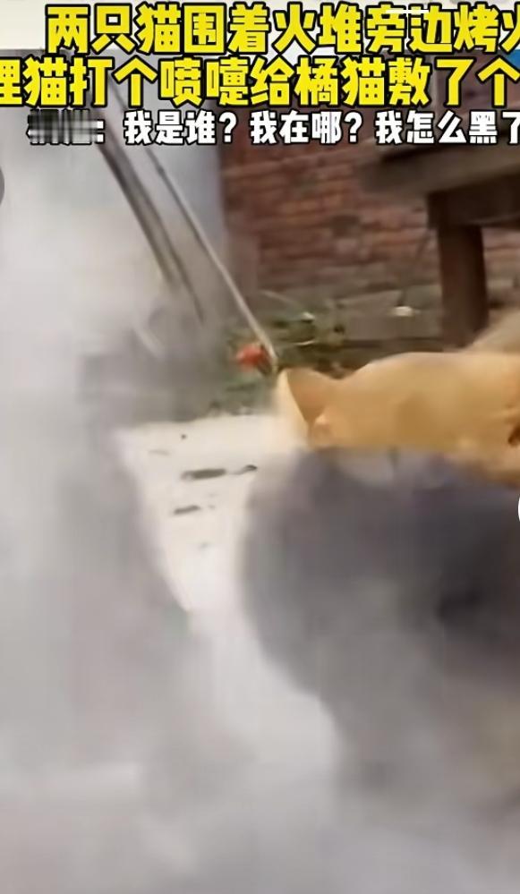 一段趣味AI短视频在网上走红，两只小猫凑在火堆旁边惬意烤火，画面格外温馨。谁知一