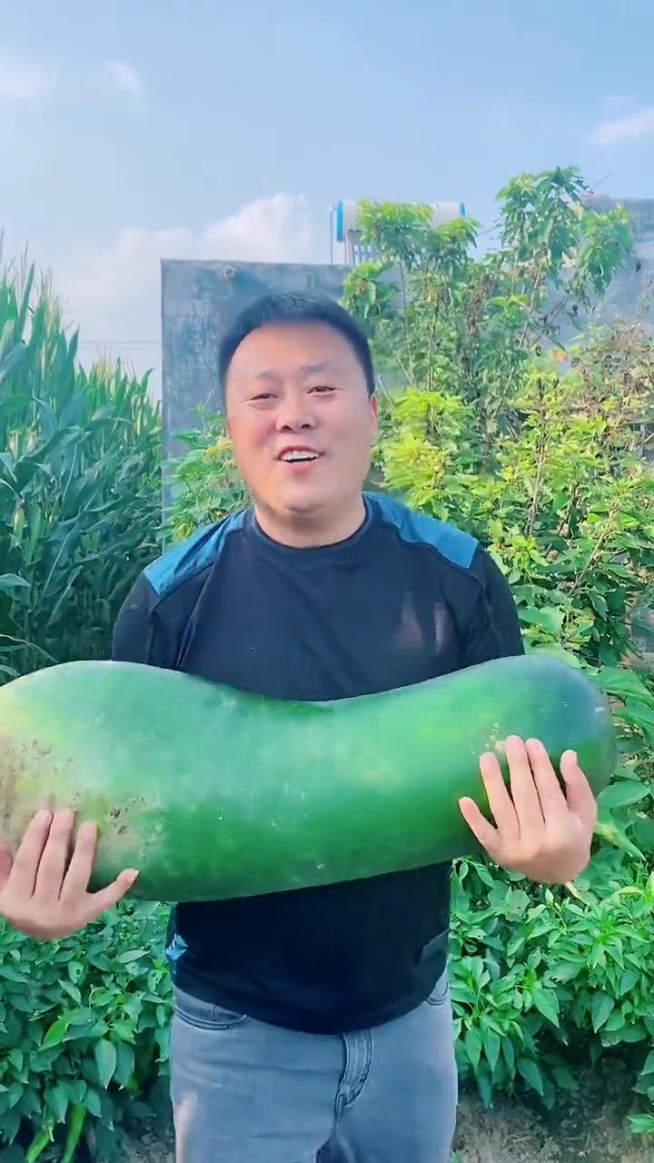 这是我刚摘的大冬瓜，我妈种的。这是我家的菜园子，茄子、辣椒、豆角、大葱，上面还有