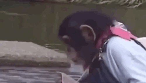 开什么玩笑，修狗完全是不服的。