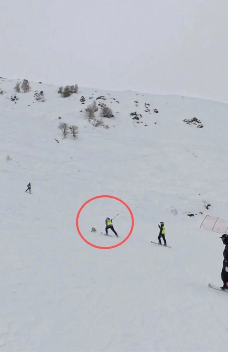 阿勒泰滑雪场狐狸追咬游客事件真相：晕厥非死亡，警方通报处置不当细节