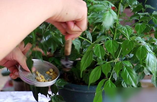 办公室养幸福树总掉叶？我真的破防了！最近好多同事说，想在办公室养棵幸福树添点