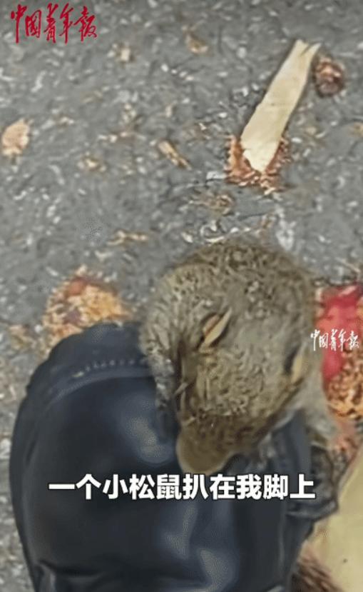 “笑不活了！”四川攀枝花，女孩去考试的途中，突然，一只小松鼠趴在她的脚上不走。她