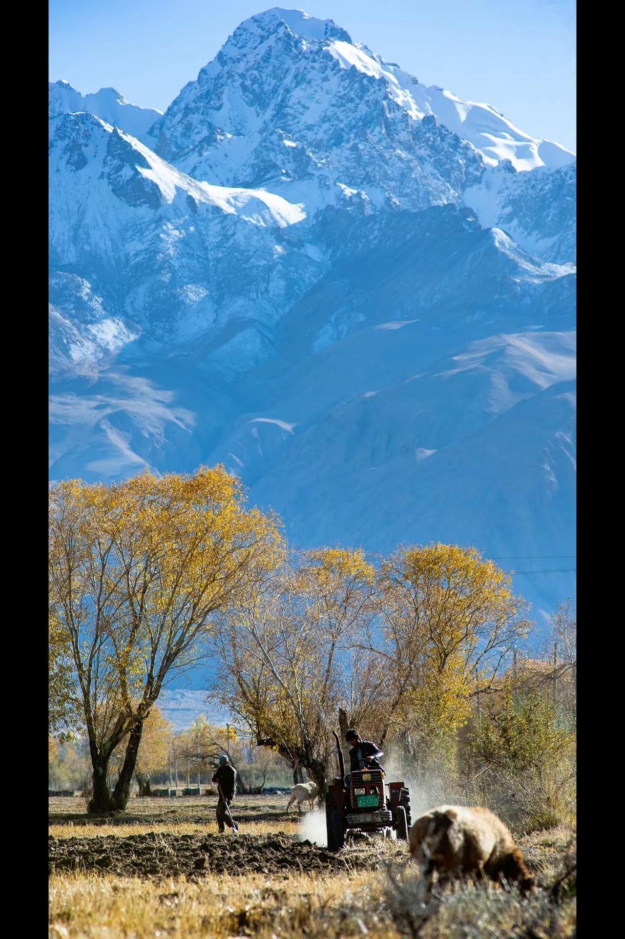 人已经回家，我把心丢在了帕米尔的秋天里。旅行摄影雪山