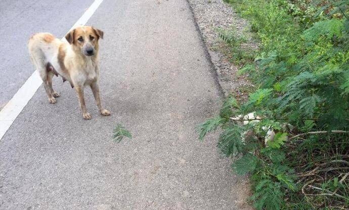 一男子开车到半路遭到流浪狗拦截，结果下车一看，流浪狗妈妈带着4个孩子，身体非常瘦