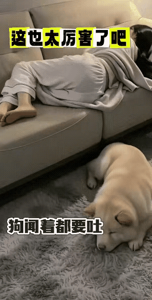 小姐姐在沙发上呼呼大睡，突然，她放了个屁出来。趴在沙发底下的狗子闻到气味后迅速起