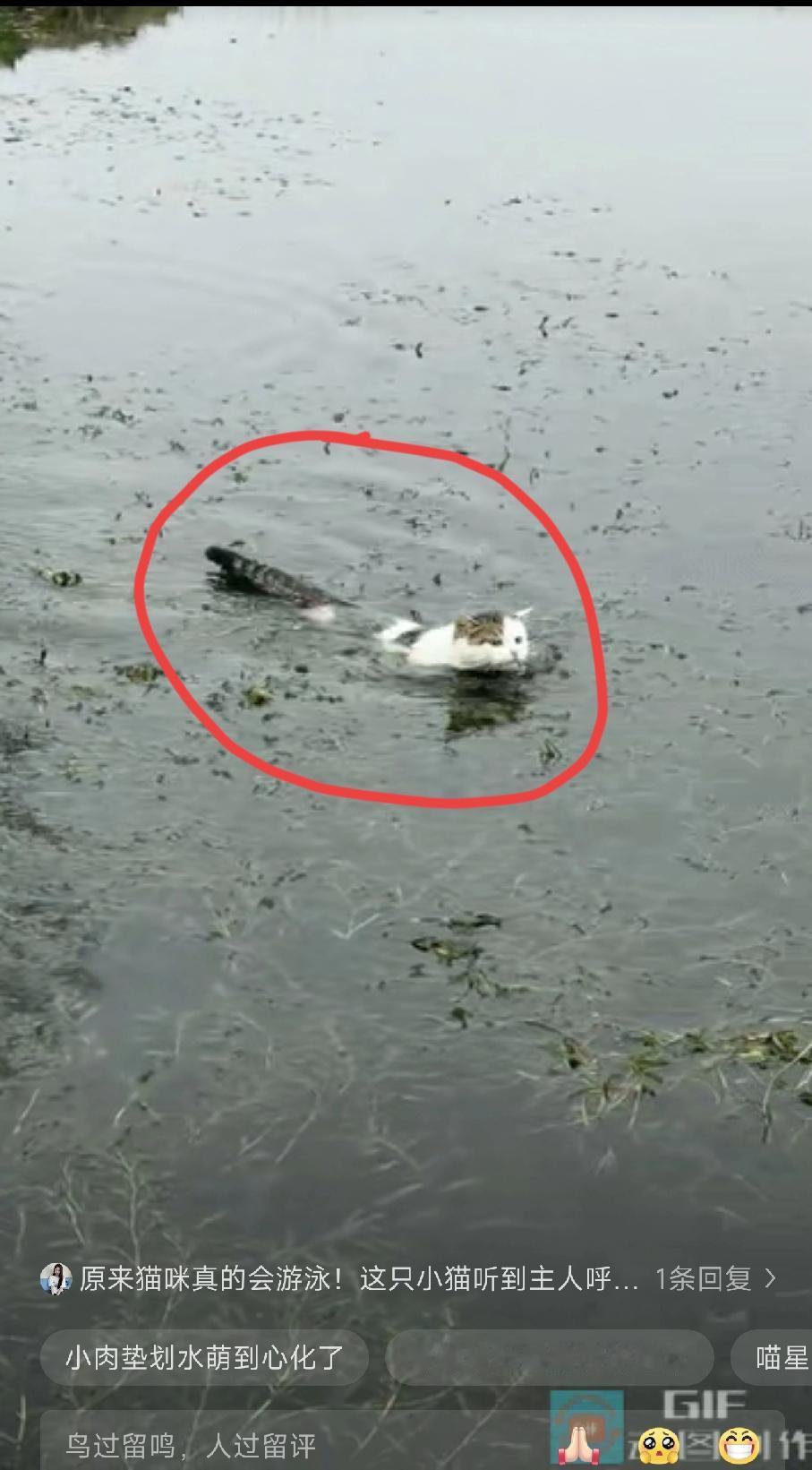 “太出乎意料了”近日江苏一男子在河对岸喊自己养的猫咪回家吃饭，猫咪直接下水游了过