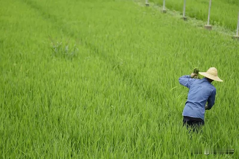 全国有多少农民有多少地?全国农民数量和土地情况挺复杂。2025年中国乡村常住
