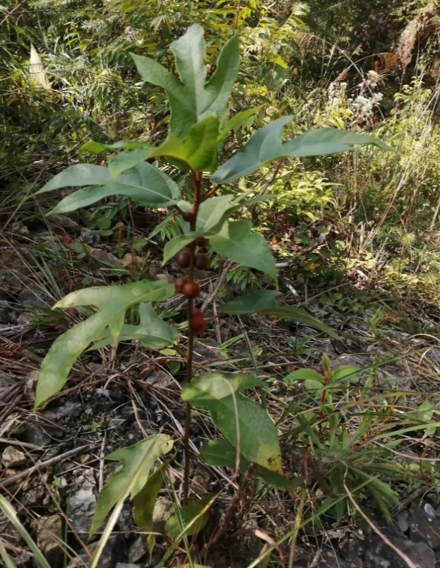 广东肇庆，有一名游客到鼎湖山爬山，在山上发现了很像五指毛桃的植物，这棵植物的叶子