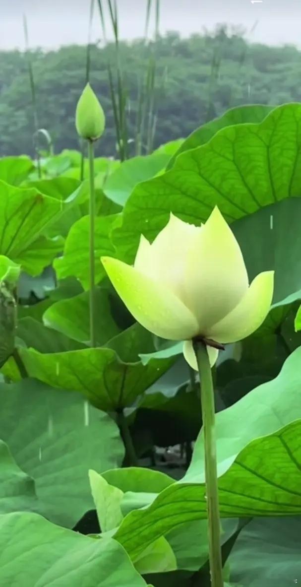 兄弟姐妹们早上起来，起来了就签个到