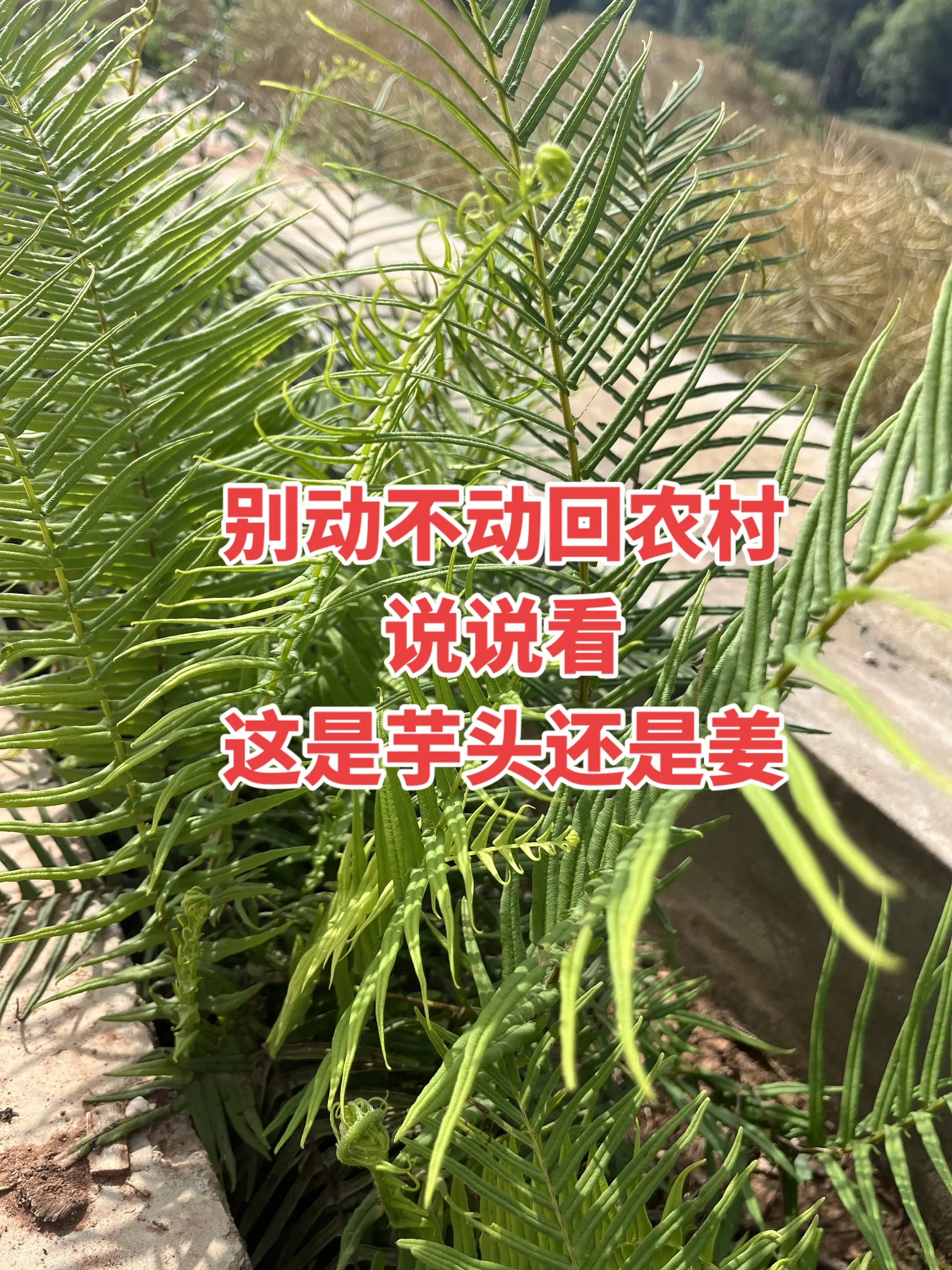 别动不动就说回农村，高手来看看