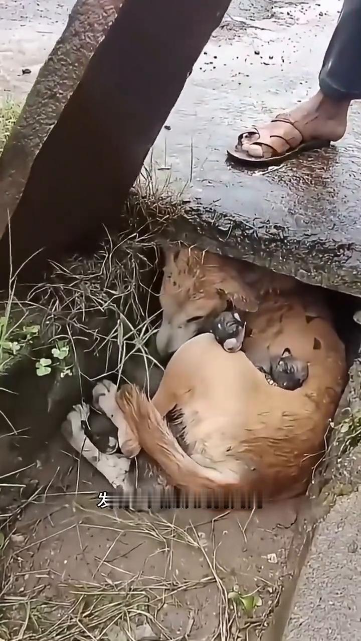 救助流浪的狗妈妈。发现一只流浪的狗妈妈带着它的幼崽在下水道口，朋友贴心的打开下