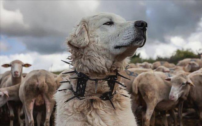 一位藏区牧民告诉我，90%的人不知道，在牧羊犬脖子上套上防狼项圈，狼群就不敢招惹