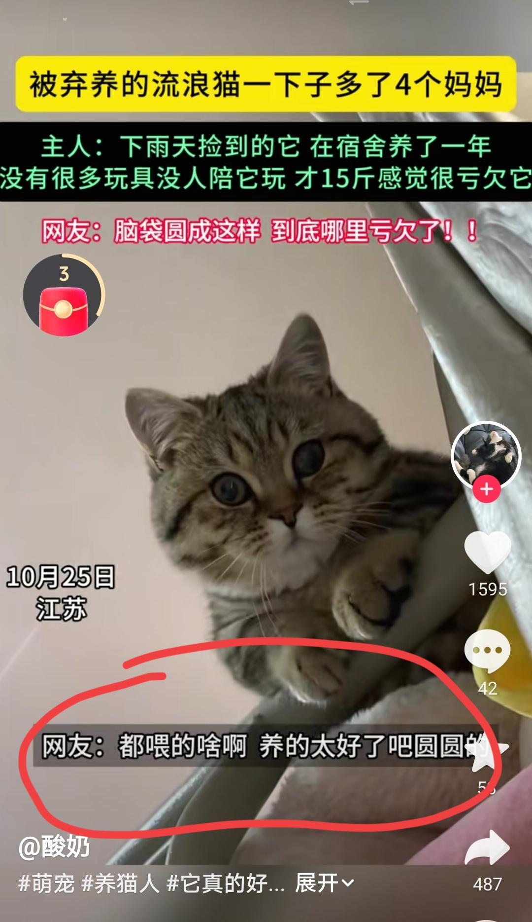 弃养猫，后续来了…10月25日江苏的网友分享，这只猫是下雨天捡到的流浪猫，在