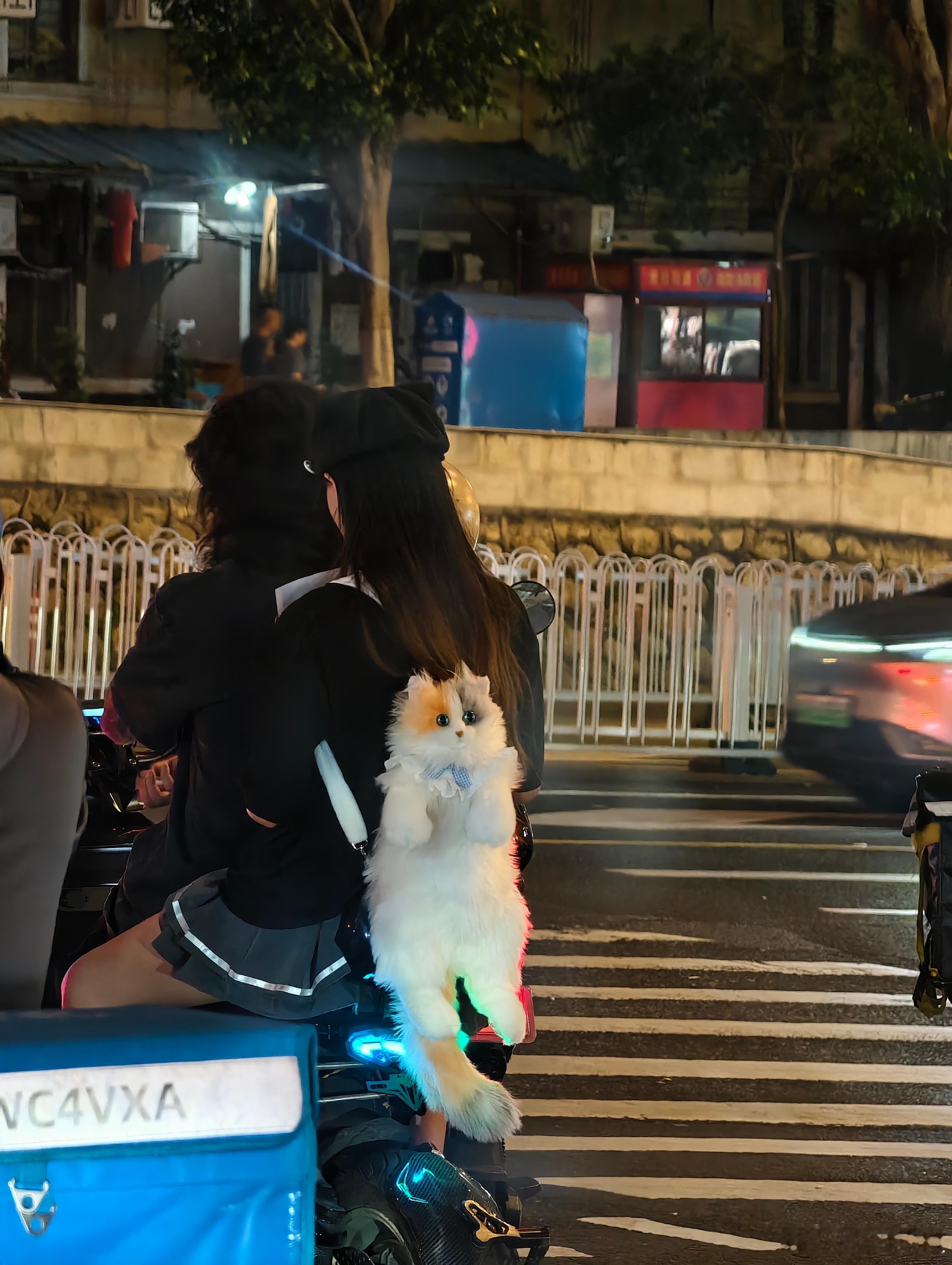 好可爱啊！🤩🤩看起来像不像个假喵？怎么我家猫就这么恐生？​​​