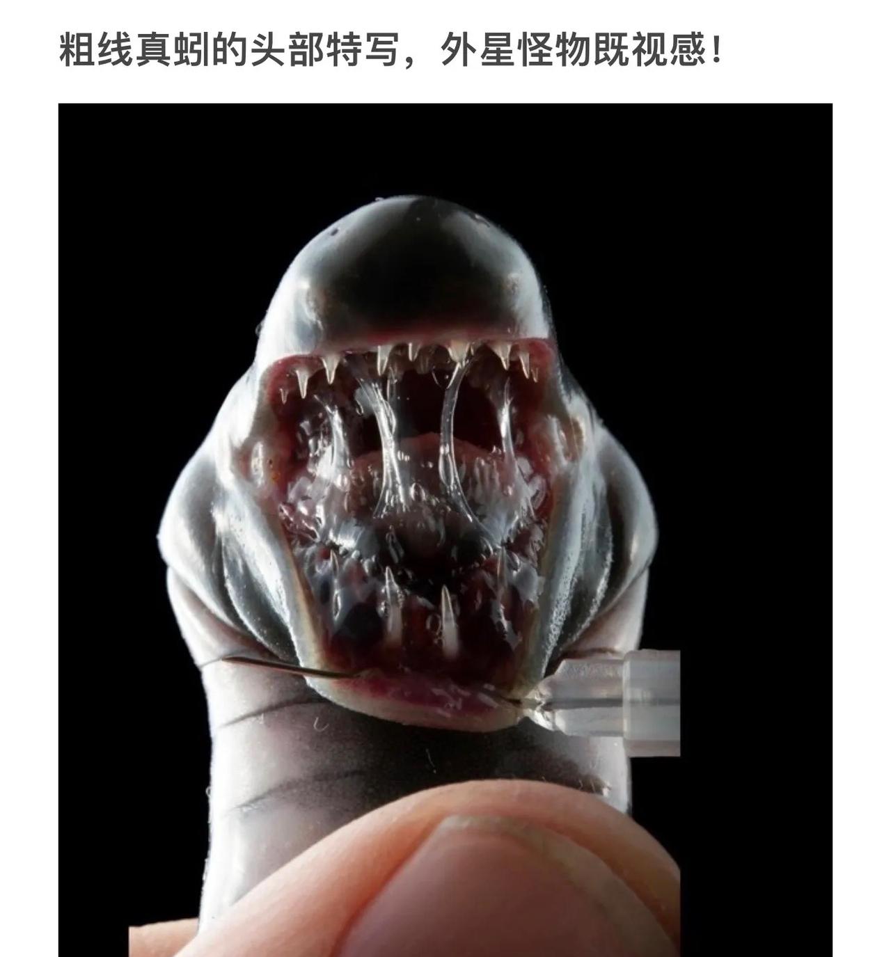 外星怪物既视感！粗线真蚓头部特写，令人毛骨悚然！😱👽🐚