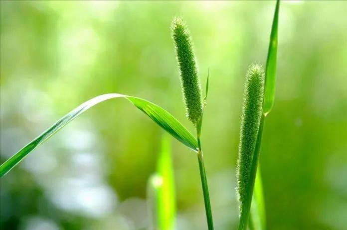 凌晨4点起来做的200个包子，到校门口去卖，结果今天学校放假，正当我想到别处去卖