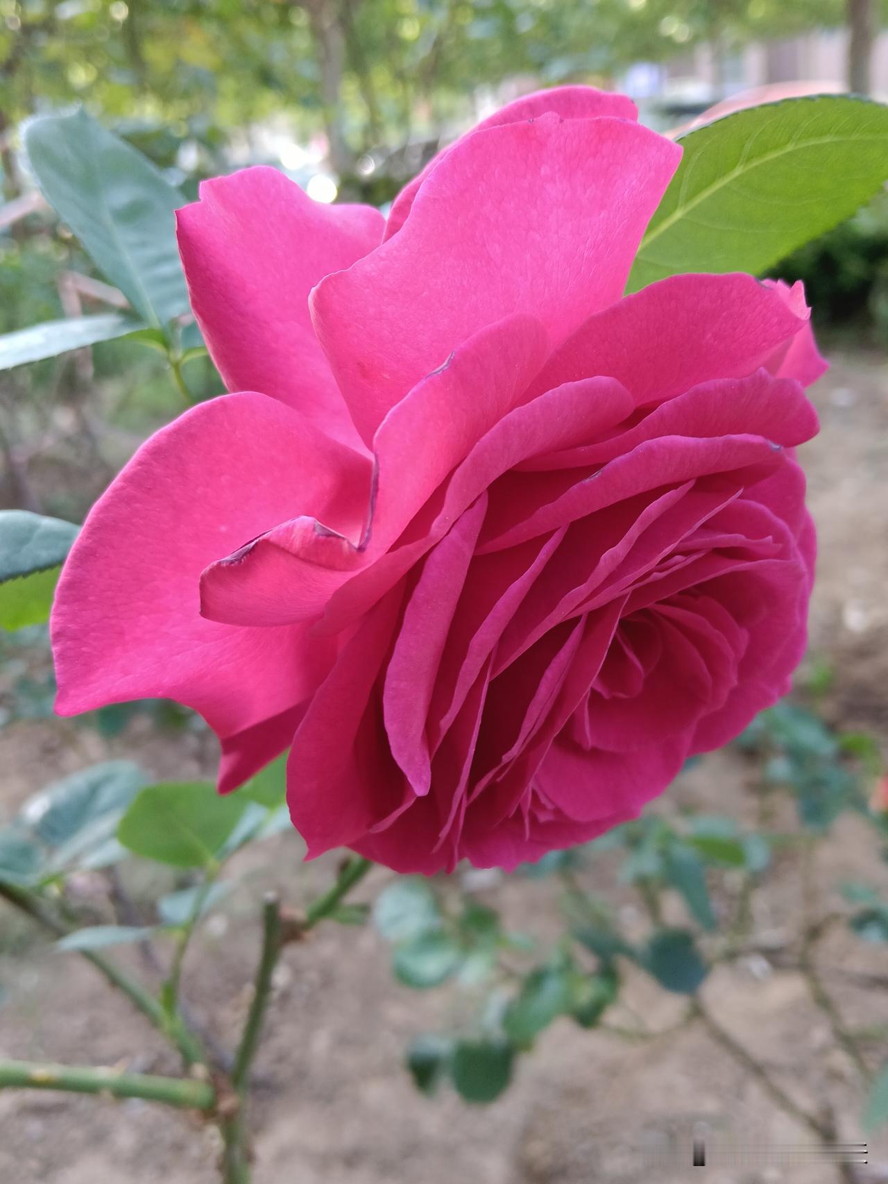 一辈子运气最好的九个生肖；属蛇第一、贵人相扶，富贵儿孙满堂。属鼠第二、财运亨