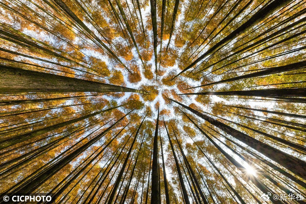 【#抬头捕捉林间一片天#】#林间抬头看天壁纸#忙碌的你，有多久没抬头看天了？无