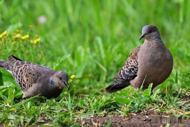 山东聊城，曲某爱吃野味，为了满足口腹之欲，曲某花25元从李某处买下了129只非法