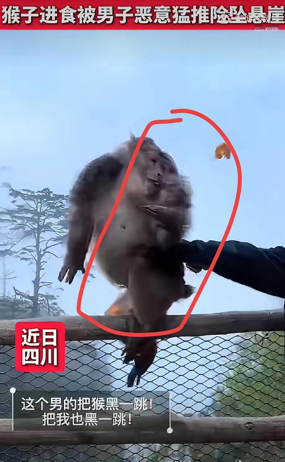 峨眉山推猴惊魂：那一推，推掉的是人性与敬畏四川乐山峨眉山，向来以奇秀山水与