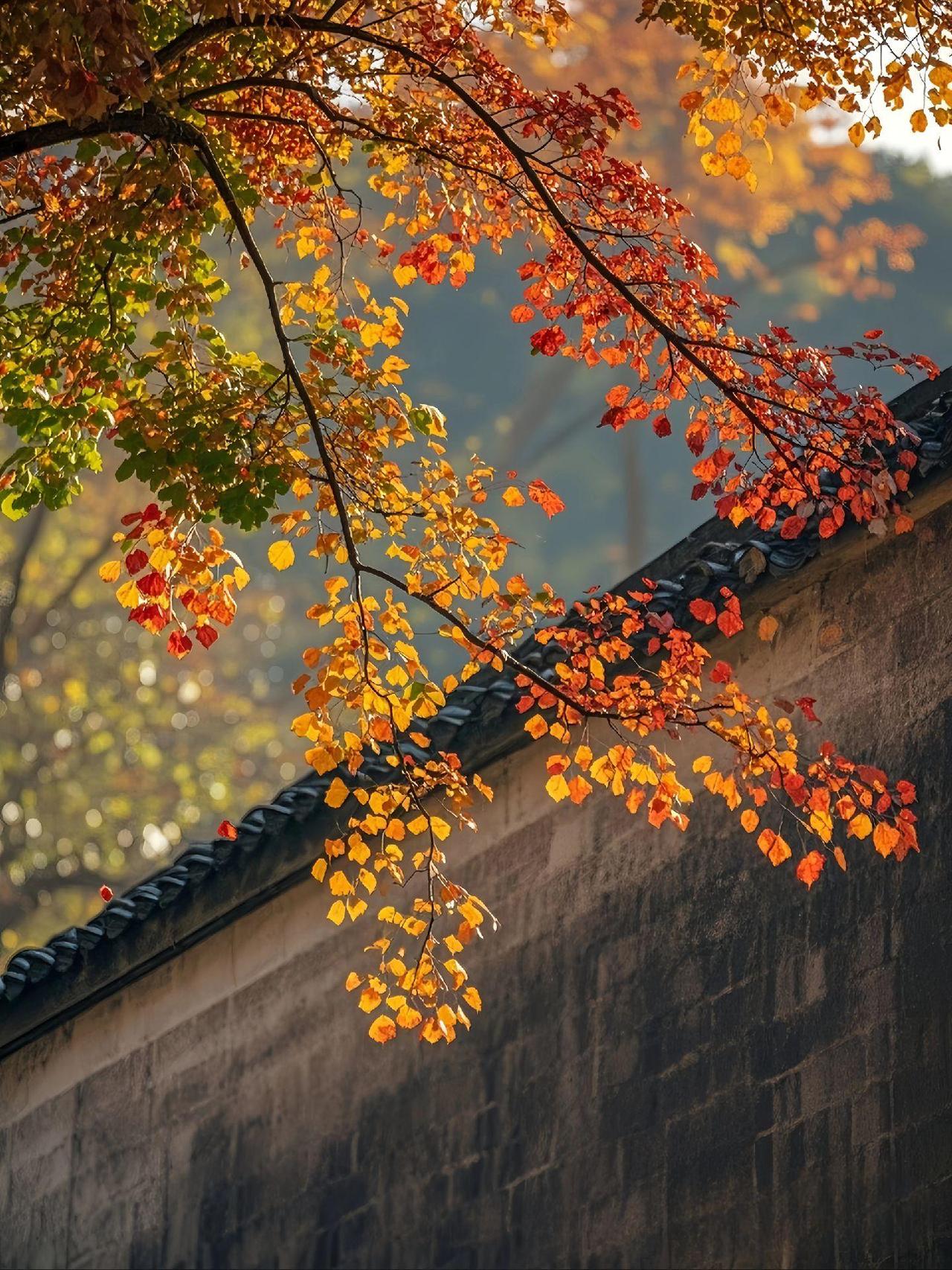 师姐是大学教授，上学时成绩优异，考上了中国科大，后来赴美留学。然而，由于她工作太