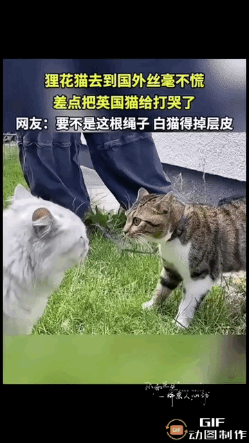 国产狸花猫出征英国！初到异国霸气护场，吊打本地傲娇白猫远赴英国定居的一只国产