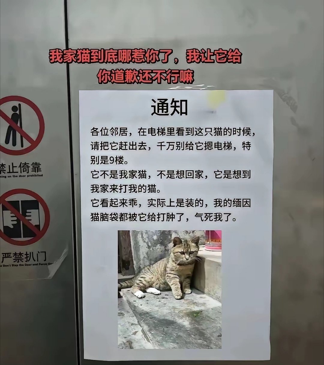 这下好了，每天都会有人把大狸花送到9楼。狸花：我这是驱除鞑虏，恢复中华。