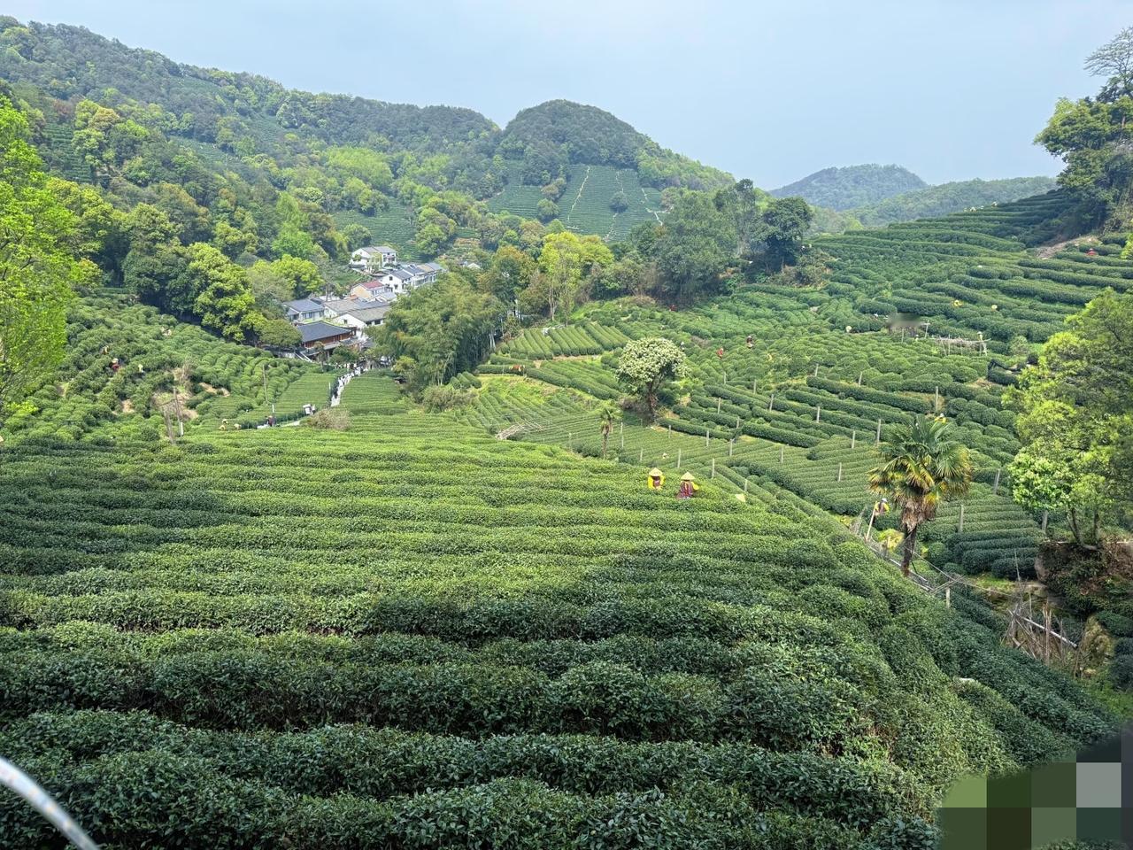 周杰伦前几天在杭州西湖龙井村喝茶的画面曝光，是在龙井村的一个小木房子里，一般人很